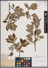 Foto von Salix caprea L.